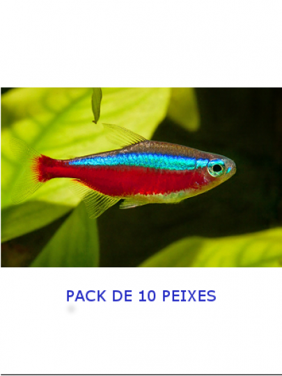 Tetra Cardinal - PACK 10 PEIXES